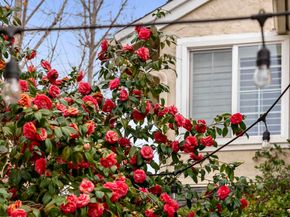 6828 Caminito Sueno, Carlsbad CA 92009