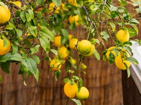 6828 Caminito Sueno, Carlsbad CA 92009