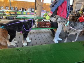 2233 Lou Ellen Lane, Houston TX 77018